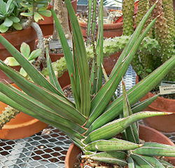 Blue Sansevieria 